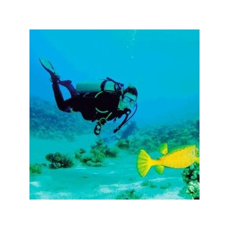 Buceo - Acapulco - Envío Gratuito