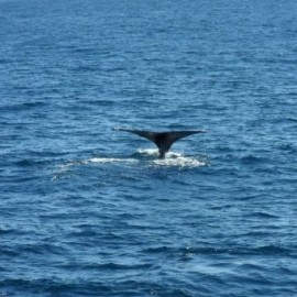 Avistamiento de Ballenas en Cabo San Lucas - Envío Gratuito