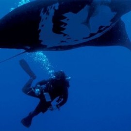 Buceo ·PUERTO VALLARTA, JALISCO - Envío Gratuito