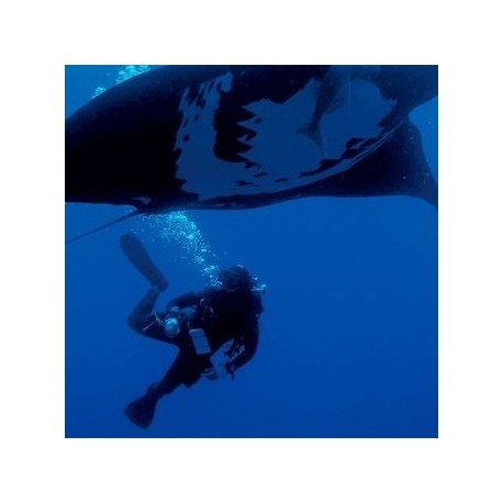 Buceo ·PUERTO VALLARTA, JALISCO - Envío Gratuito